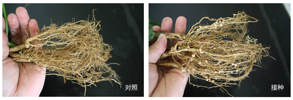 領(lǐng)先生物推進(jìn)根瘤菌劑應(yīng)用助力大豆產(chǎn)能提升 領(lǐng)先生物推進(jìn)根瘤菌劑應(yīng)用助力大豆產(chǎn)能提升
