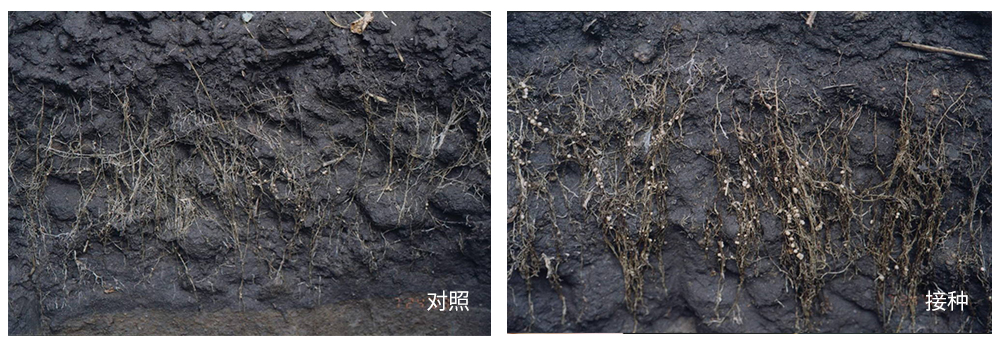 領(lǐng)先生物推進(jìn)根瘤菌劑應(yīng)用助力大豆產(chǎn)能提升 領(lǐng)先生物推進(jìn)根瘤菌劑應(yīng)用助力大豆產(chǎn)能提升