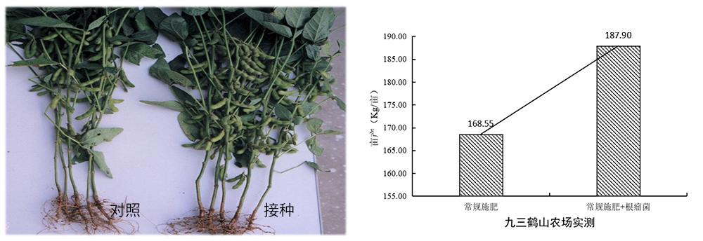 領(lǐng)先生物推進(jìn)根瘤菌劑應(yīng)用助力大豆產(chǎn)能提升 領(lǐng)先生物推進(jìn)根瘤菌劑應(yīng)用助力大豆產(chǎn)能提升