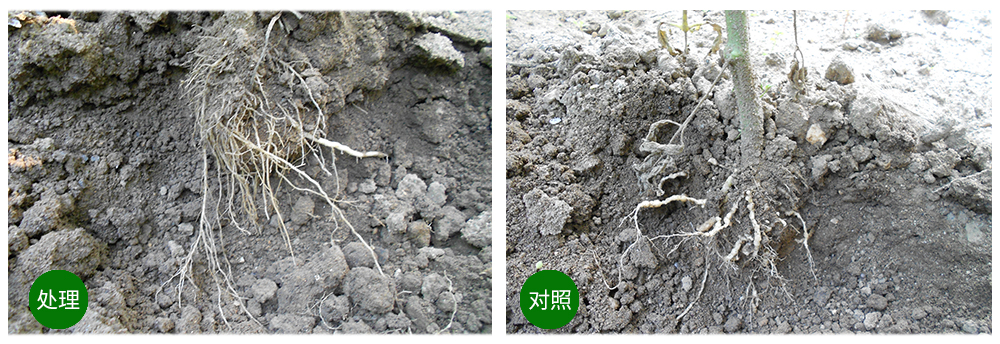 領(lǐng)先生物益根勁菌多糖解決黃瓜根結(jié)線蟲問題 領(lǐng)先生物益根勁菌多糖解決黃瓜根結(jié)線蟲問題