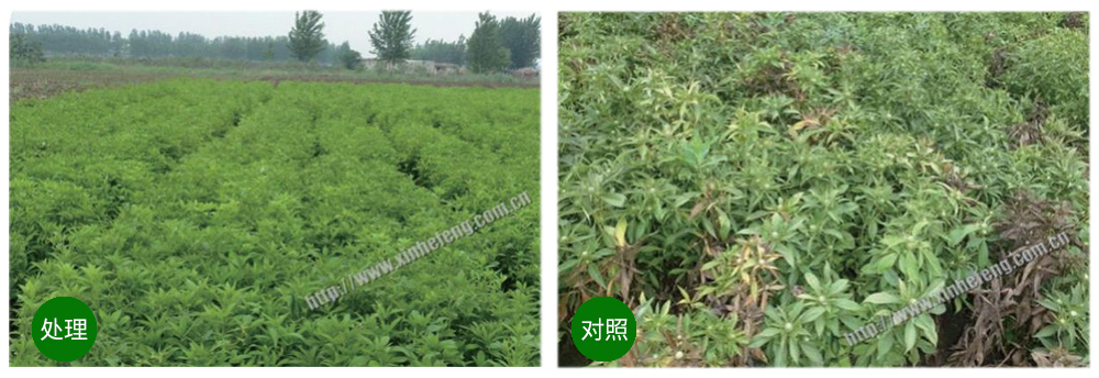 領(lǐng)先生物創(chuàng)新型生防菌劑熒保素應(yīng)用案例 領(lǐng)先生物創(chuàng)新型生防菌劑熒保素應(yīng)用案例