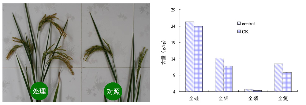 領(lǐng)先生物解硅菌劑助力水稻提質(zhì)增收 領(lǐng)先生物解硅菌劑助力水稻提質(zhì)增收
