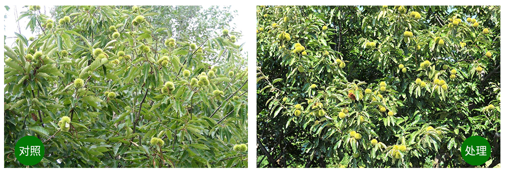 領(lǐng)先生物“海藻+氮磷鉀+腐植酸”讓果樹旺起來 領(lǐng)先生物“海藻+氮磷鉀+腐植酸”讓果樹旺起來